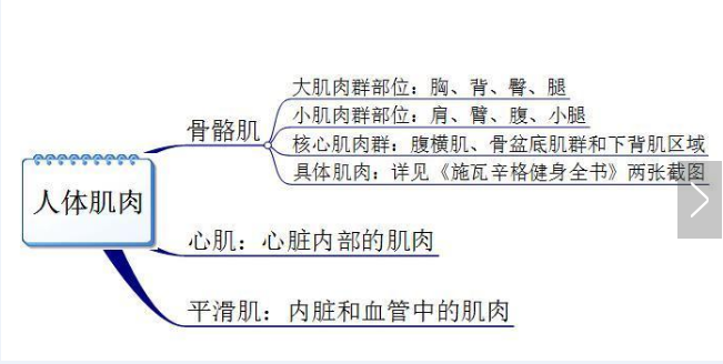 你真的認(rèn)識(shí)你身體的肌肉嗎？